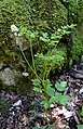 Actaea spicata plant (08).jpg