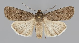 <i>Actebia balanitis</i> Species of moth