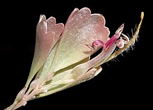 Adenanthos cuneatus - Flickr - Кевин Тиле.jpg