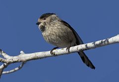 Aegithalos caudatus tephronotus Long-tailed Tit Uzunkuyruklu Baştankara