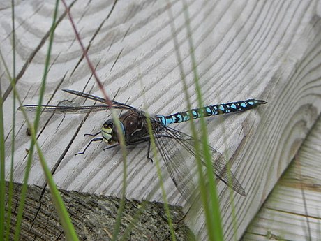 Aeshna caerulea