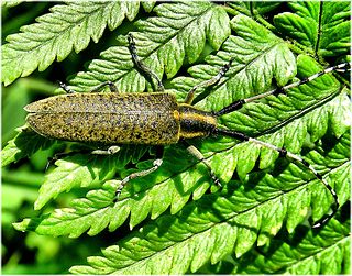 <i>Agapanthia asphodeli</i> species of beetle