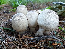 Agaricus approximans Agaricus approximans group 532226.jpg