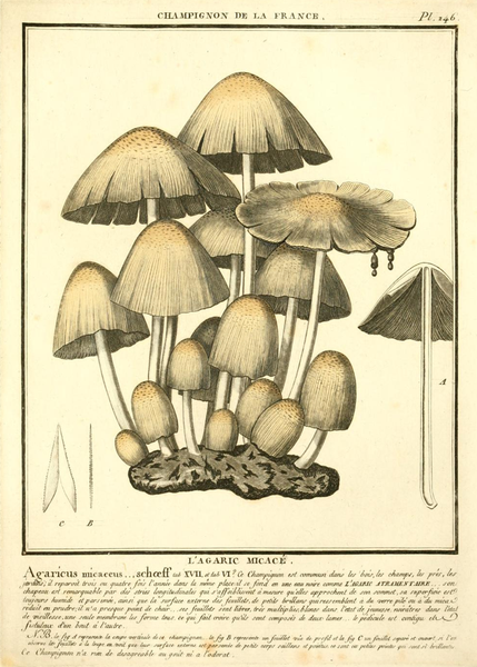 File:Agaricus micaceus Bulliard.png