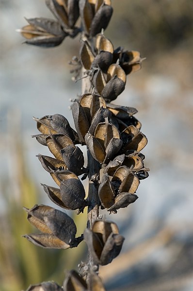 File:Agave seeds.jpg