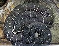 Mexikanische Mokassinotter (Agkistrodon bilineatus)