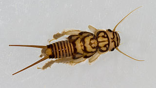 <i>Agnetina capitata</i> Species of stonefly