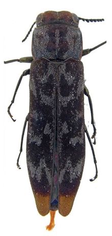 Agrilus laurenconi holotype. Agrilus laurenconi holotype - ZooKeys-256-035-g004-55.jpeg