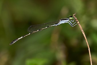 Splendid Dartlet Agriocnemis splendidissima male