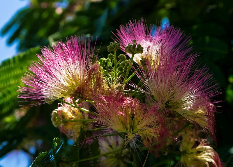 File:Albizia julibrissin 02.jpg