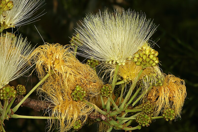 File:Albizia tanganyicensis 1DS-II 0949.jpg