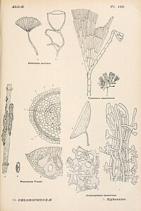 Cladocephalus excentricus (dolje desno)