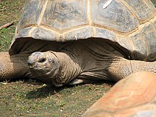 Aldabra tortoise