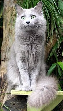 Nebelung Wikiwand