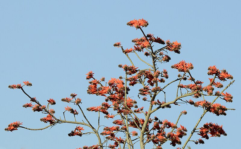 File:Alev ağacı - Erythrina lysistemon.jpg