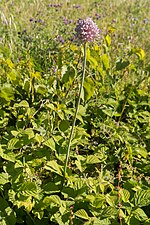 Miniatuur voor Bestand:Allium ampeloprasum-Poireau des vignes-20150527.jpg