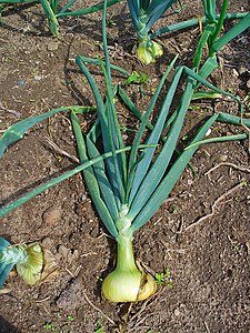 Allium cepa Plant with bulb