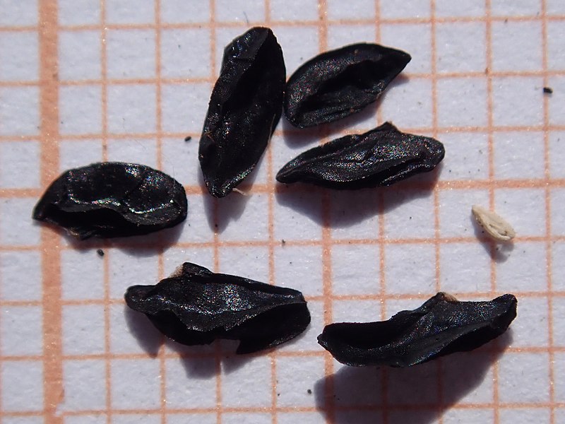 File:Allium schoenoprasum 2022-08-25 8963.jpg