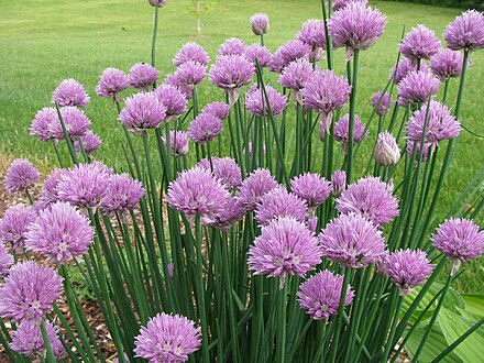 Flowering chives make a colourful addition to an edible landscape.