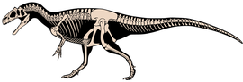 Diagramme reconstituant un squelette d'allosaure.