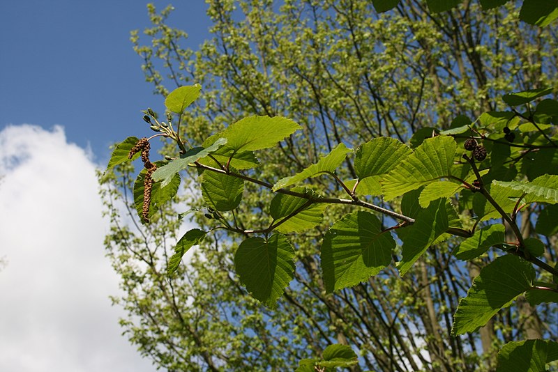 File:Alnus-maximoviczii-shoot.JPG