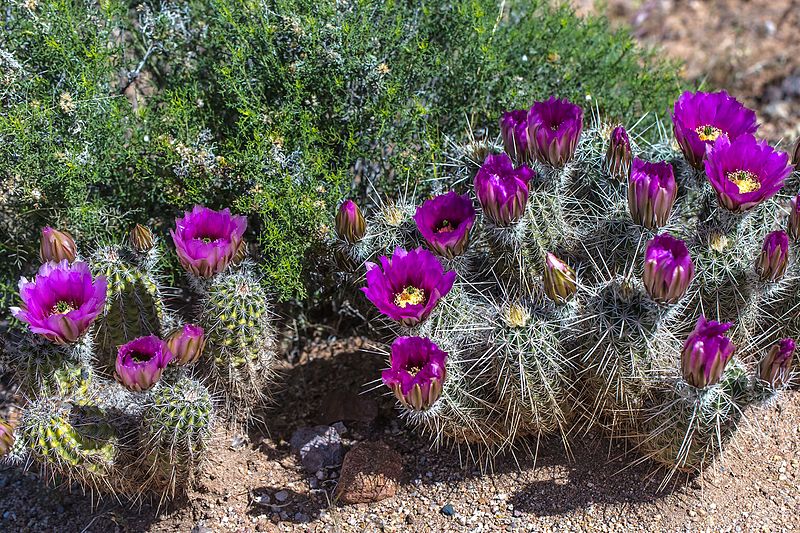 File:Along Hwy 77, near Oracle State Park, Ariz - brilliant cactus blooms - (17479256484).jpg