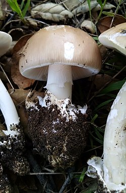 Amanita calyptratoides 712596.jpg