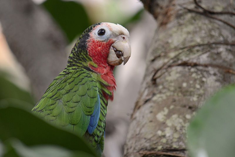 File:Amazona leucocephala -Dierenpark Emmen, Drenthe, Netherlands -head-8a.jpg