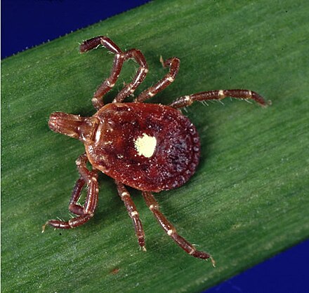 The lone star tick, which is one of three ticks that can spread Ehrlichiosis. It is characterised by the white dot on its back.