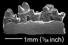 Ambondro lingual teeth, from which both the monotypic genus and its single species A. mahabo were first described. Ambondro lingual (en).jpg