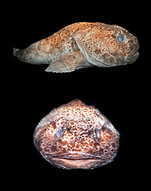 Ambophthalmos angustus.jpg