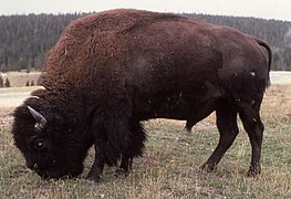 De Amerikaanske bizon.