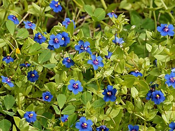 Название слепоты. Анагаллис полевой. Очный цвет полевой (Anagallis arvensis). Анагаллис очный. Anagallis arvensis растение.