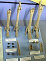 中新世のウマw:Anchitheriumの足と蹄、指の数が3本から1本に減ってゆく状況がわかる。