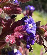 Anchusa calcarea