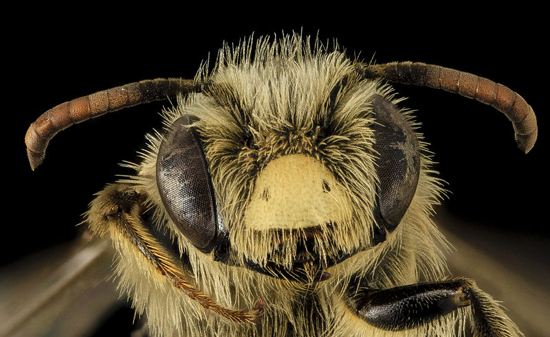 File:Andrena gardineri, M, Face, OH, Washington County 2014-05-06-13.08.40 ZS PMax (14191185851).jpg