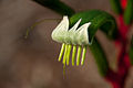 Anigozanthos manglesii - closeup