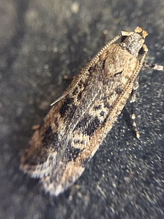 <i>Anisoplaca cosmia</i> Species of moth