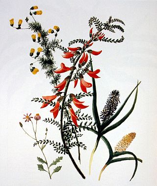 <span class="mw-page-title-main">Anna Maria Truter</span> Cape Colony botanical artist