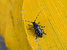 Longhorn beetle - Wikipedia