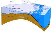 schéma en coupe d'un inlandsis et des eaux côtières, représentant les échanges.