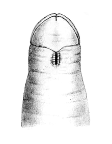 Antarctolineus scotti head.png