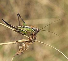 Anterastes serbicus