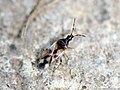 Anthocoris nemorum (Linnaeus, 1761)