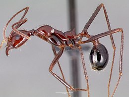 Aphaenogaster swammerdami