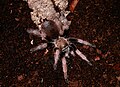 Aphonopelma clarki