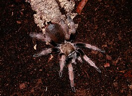 Aphonopelma clarki