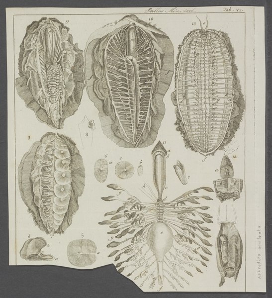 Aphrodita aculeata - - Print - Iconographia Zoologica - Special Collections University of Amsterdam - UBAINV0274 102 02 0005