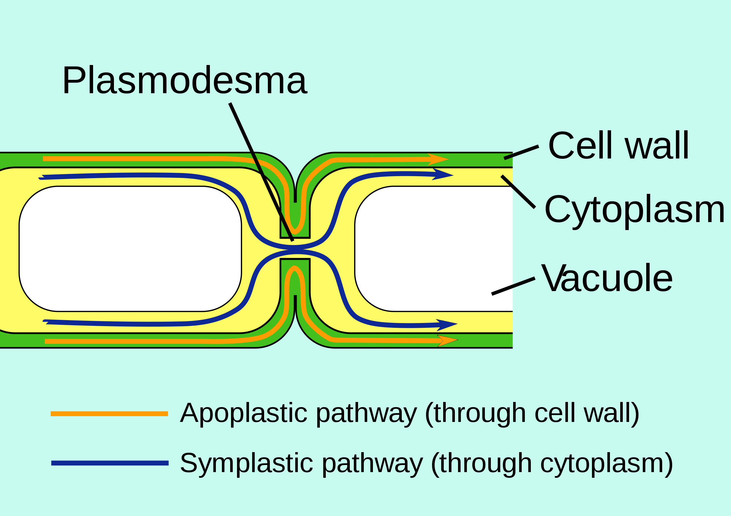 Plasmodesmata allow molecules to travel between plant cells through the symplastic pathway.