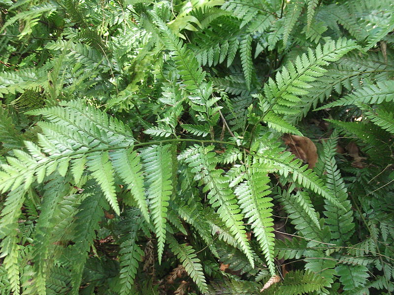 File:Arachniodes aristata-1-bsi-yercaud-salem-India.JPG